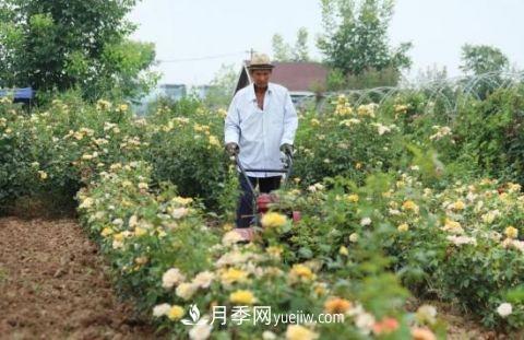 开封尉氏十八里镇：月季花开满园香 带贫增收显成效(图1)