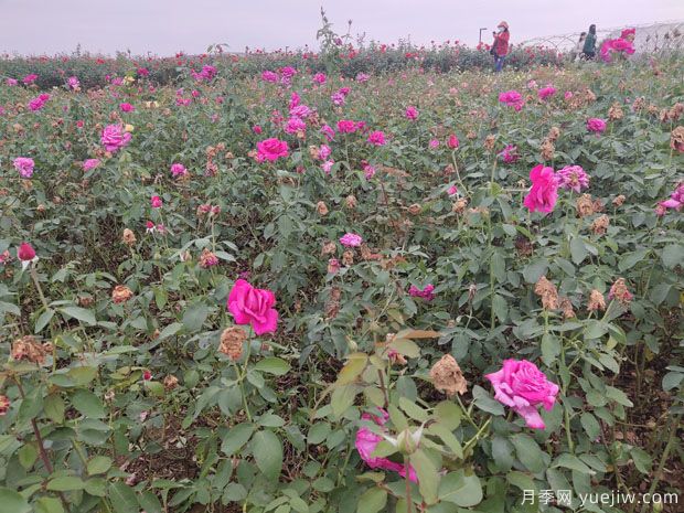 大花月季水涝灾祸后该怎样去处理？(图1)