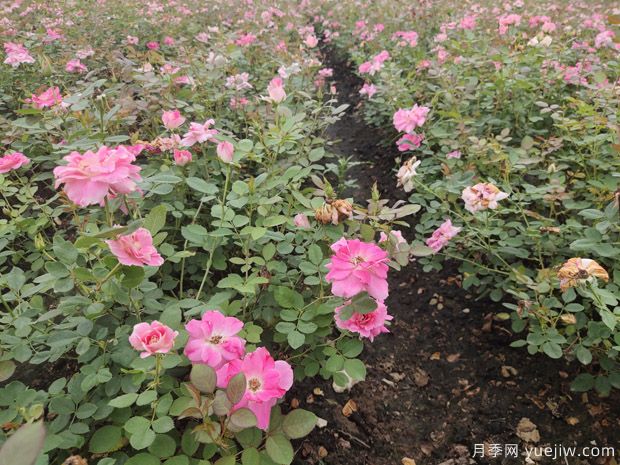 夏天绿化月季开花怎么样(图1)