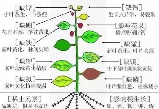 月季底肥如何使用？正确用肥才能让花长得旺盛(图2)