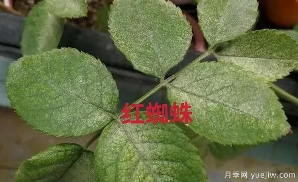 月季常见的病虫害以及治疗的有效药物(图2)