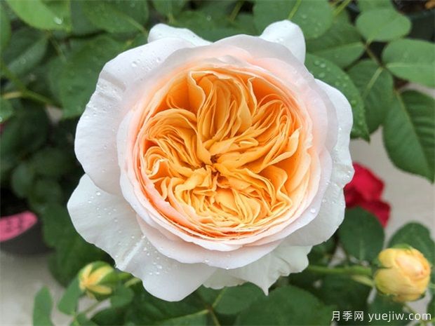 月季花养哪个品种比较好？花友高标准推荐11个(图2)