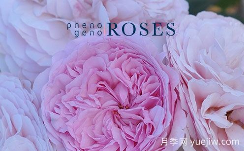 月季育种家：荷兰Pheno Geno Roses月季苗圃(图1)