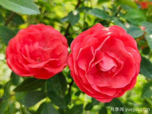 木香花，红黄橙白木香，爬藤界的鼻祖(图1)