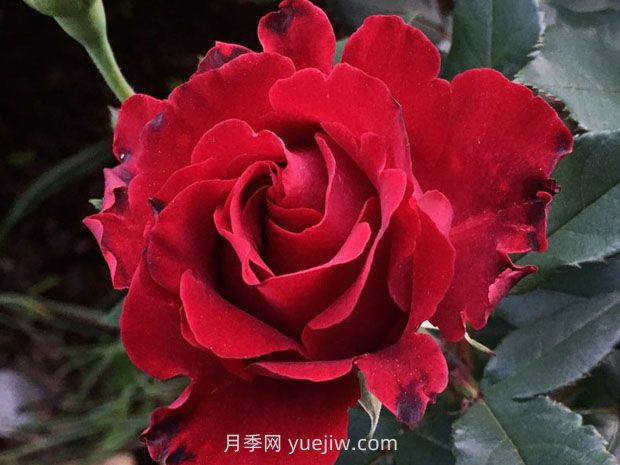 堪称塑料花的纪念芭芭拉月季，花美还耐开(图1)