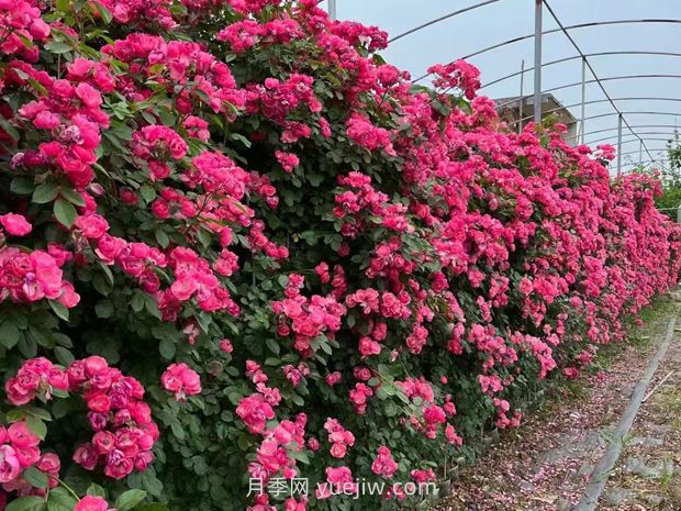 蔷薇花的梦幻旋律(图1)