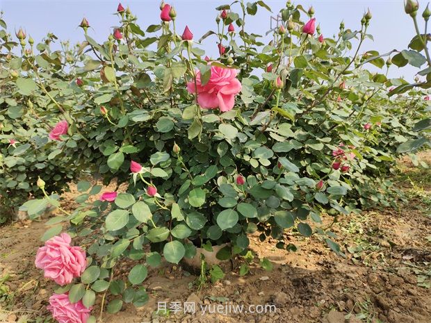 5月养月季如何做？虐一虐，花芽多开花早(图1)