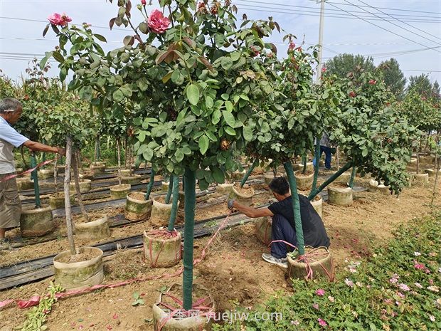 高温季节如何提高树木移植的成活率？(图1)