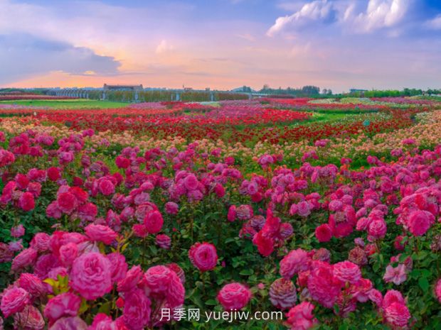 月季花：惊艳时光的花中皇后(图2)