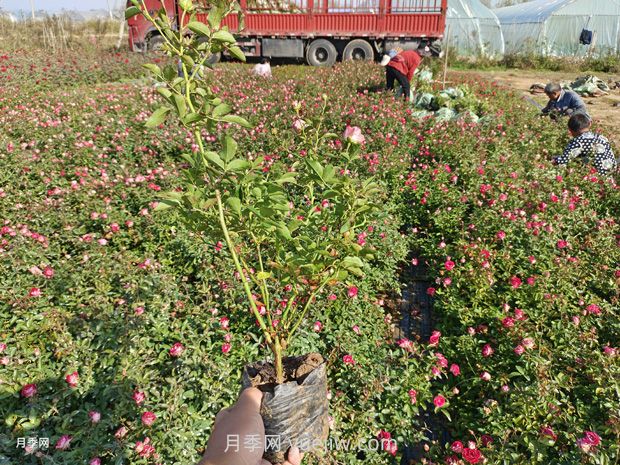 苗木反季节栽植技术要点(图1)