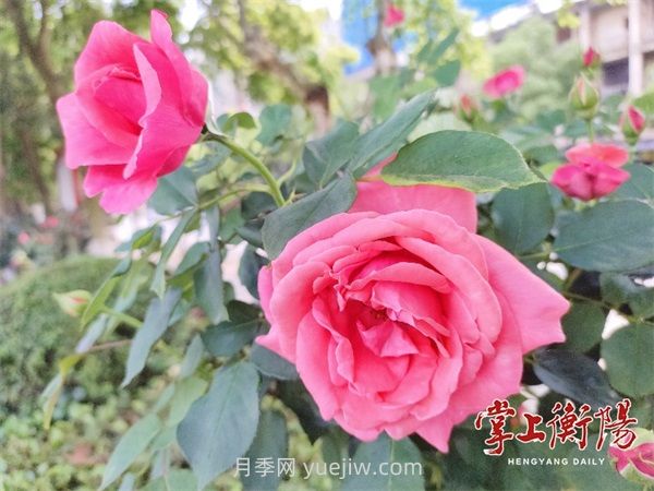 衡阳环江月季花廊喜绽春色(图1)