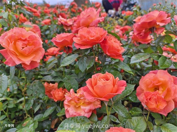 红从容月季，花型美抗性佳，花色渐变美化花坛(图1)