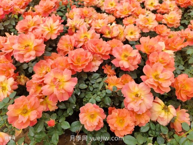 红从容月季，花型美抗性佳，花色渐变美化花坛(图2)