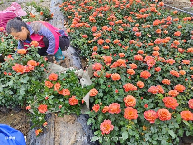 红从容月季，花型美抗性佳，花色渐变美化花坛(图3)