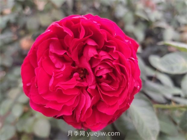 送月季花(切花玫瑰)几朵各代表什么意思？(图1)