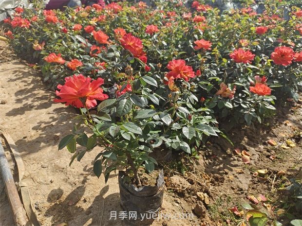 月季花怎么养护？(图1)