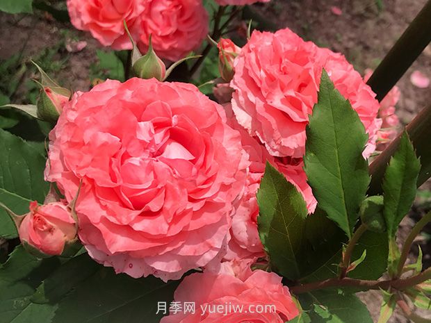 月季花珊瑚果冻，花大香浓四季勤开皮实好养活(图1)