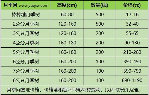 3公分月季树多少钱？2024年树状月季新价格(图1)