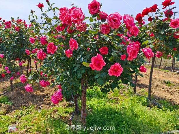 种植树状月季，做好这五步就能一树繁花，香气袭人(图1)