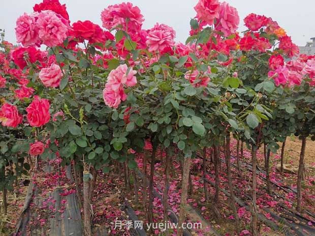 种植树状月季，做好这五步就能一树繁花，香气袭人(图2)