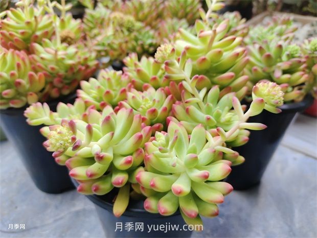 多肉植物怎么养护？教你多肉植物的种植方法(图1)