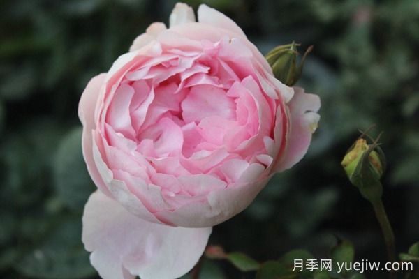 伊芙雪伯爵月季的优缺点是什么？(图1)