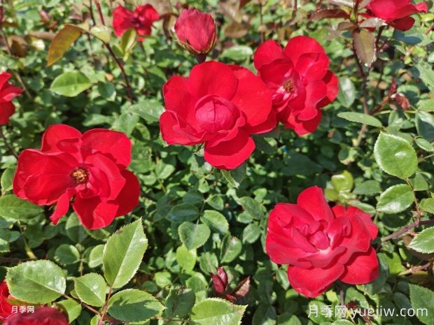 夏天养月季花害怕4种水，会把花浇死(图1)