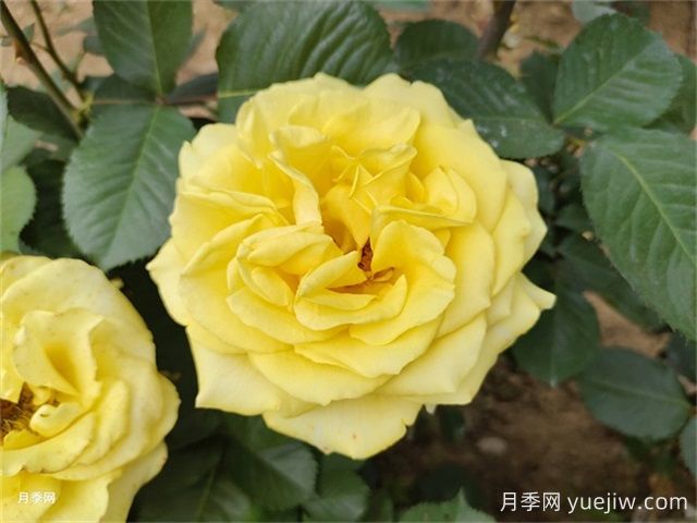 一年生、二年生，多年生园林花卉的使用和区别(图1)