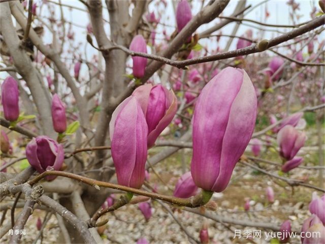 辛夷是玉兰花的花苞吗？(图1)