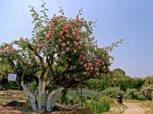 月季名园：都江堰玫瑰花溪谷(图2)