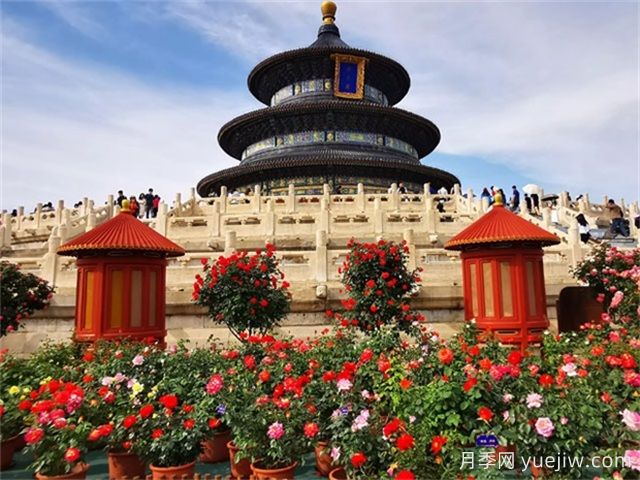 北京月季市花文化和景观图集(图1)