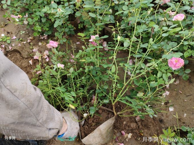 仙境月季美植袋苗美化湖北绿化工地(图1)