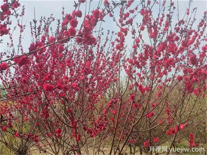 19个诗经里美了千年的植物(图1)