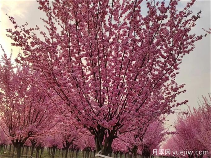 诗经里那些美了千年的植物，你都见过吗？(图1)