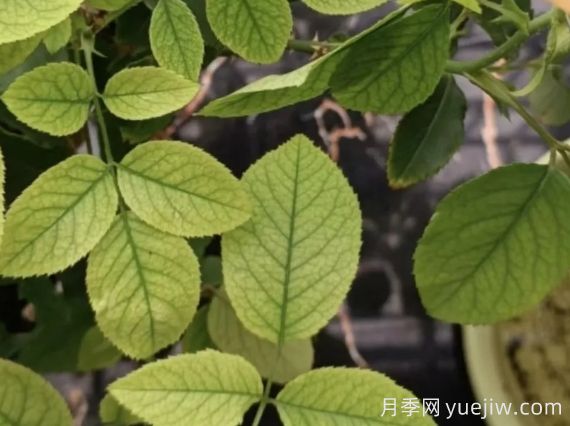 月月季花黄叶长不好？9种常见缺素症盘点(图1)