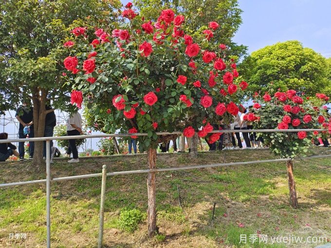 老旧小区绿化改造要点和常用树种配置(图1)