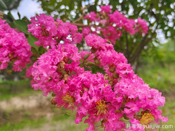 北方能种植紫薇吗？适合北方种植的紫薇品种？(图1)