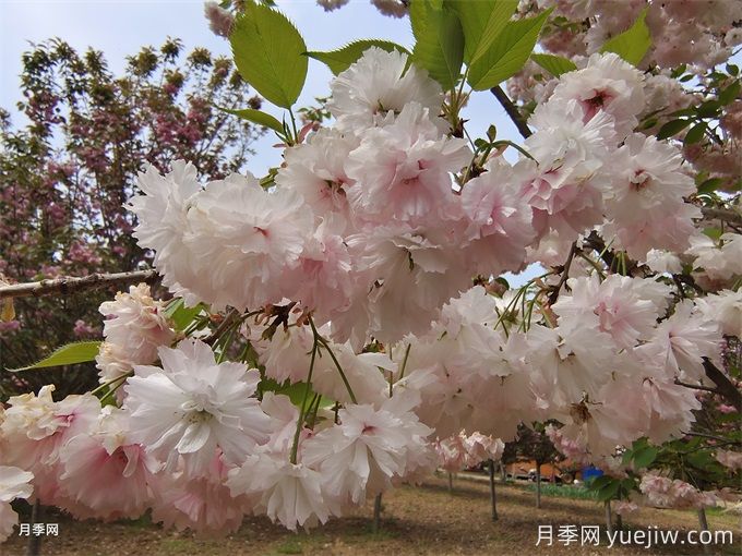 樱花根瘤病怎么治疗？(图1)