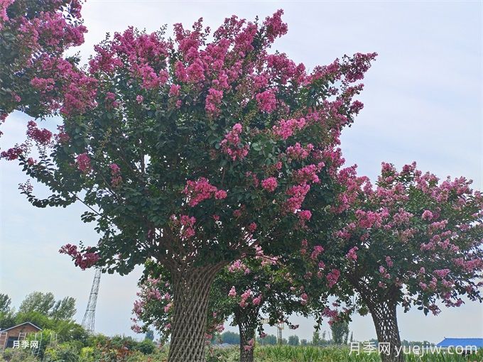 紫薇夹道 打造住宅区的浪漫花径(图1)