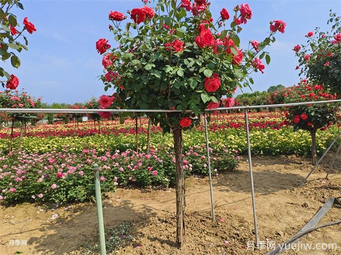 园林植物修剪中有十大常见误区(图1)