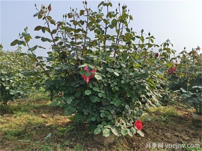 什么标准的花木原冠苗好？(图1)