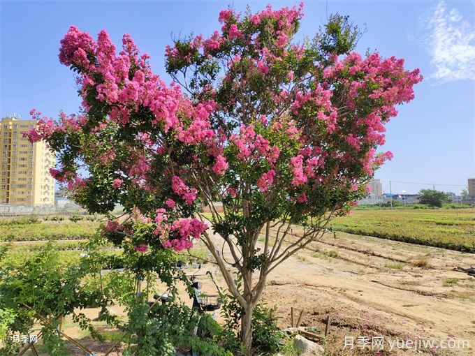 紫薇花的施肥方法(图1)