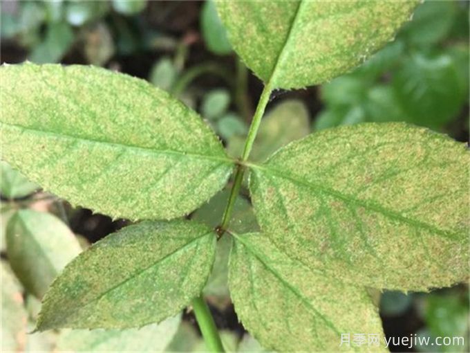 春末夏初需要防治月季三大害虫(图1)