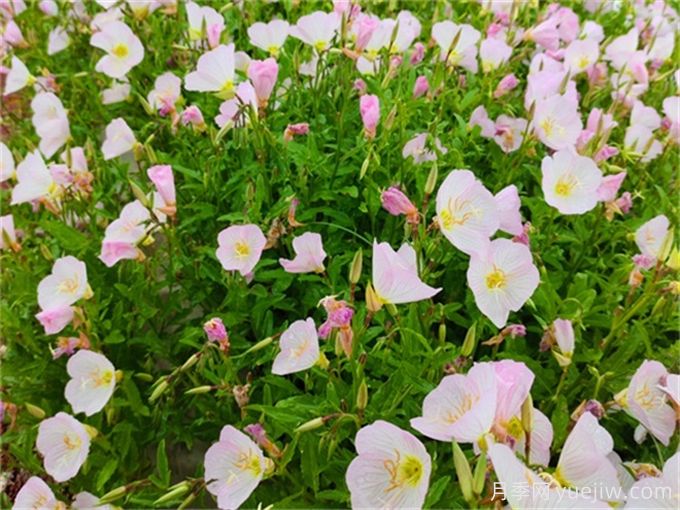 夏天在晚上开花的有哪些花？(图1)