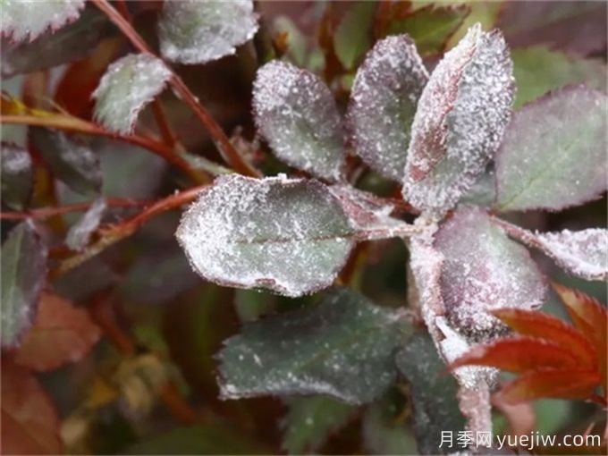 月季花白粉病怎样产生的？如何防治白粉病(图2)