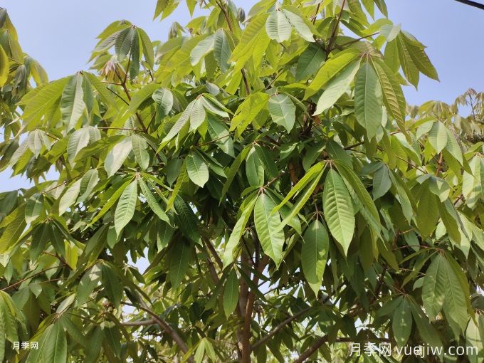 常见的30种色叶植物，为城市园林增绿添彩(图2)