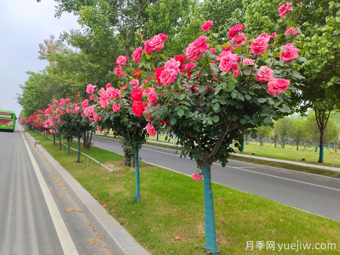 城市道路绿化苗木的选择(图1)