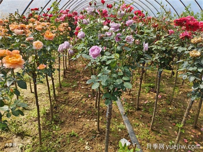 梅雨季节苗木培育要点(图1)