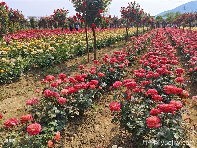 月季入秋花事全掌握，修剪施肥，秋花想不美都难(图1)