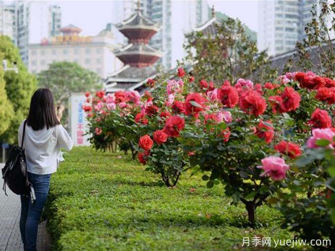 黔东南月季应用和景观图集(图2)